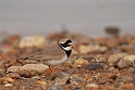 Ringed plover